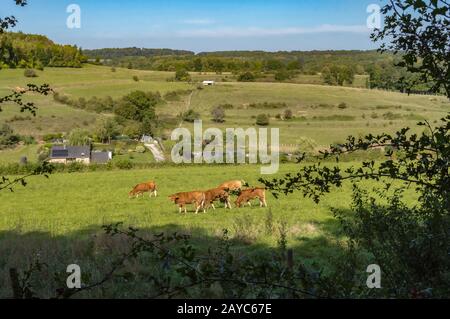 Vue d'un troupeau de vaches sur le pâturage Banque D'Images