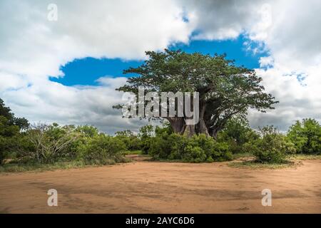 Big baobab dans le Parc National Kruger, Afrique du Sud Banque D'Images