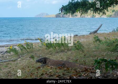 Un dragon de Komodo (Varanus komodoensis) sur une plage de l'île de Komodo, partie du parc national de Komodo, Indonésie. Banque D'Images