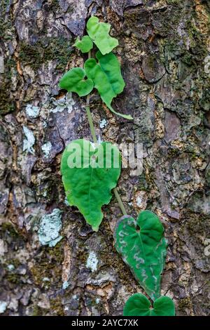 Petite plante des arbres dans la forêt tropicale de Madagascar Banque D'Images