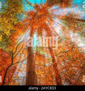 Plusieurs couleurs d'arbres dans la forêt d'automne Banque D'Images