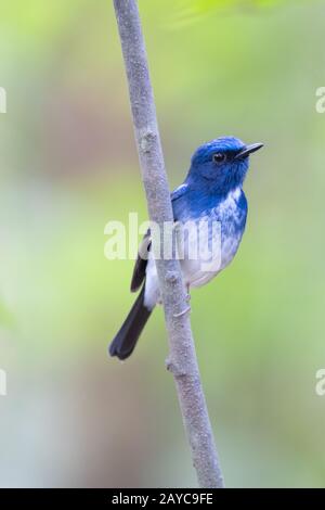 Le Moucherolle bleu de Hainan (Cyornis hainanus) est une espèce d'oiseau de la famille des Muscicapidae. Banque D'Images