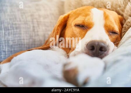 Chien beagle fatigué dormir sur le canapé Banque D'Images