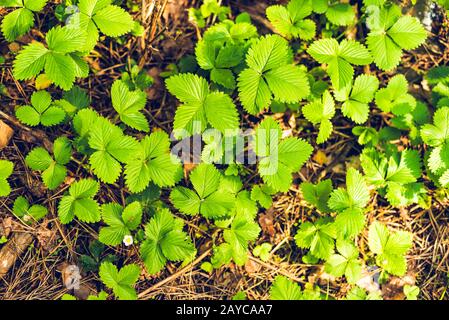 Feuilles de fraises sauvages en forêt Banque D'Images