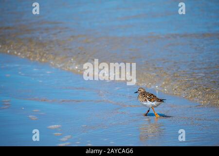 Un oiseau de Rudy récent Padre Island NS, Texas Banque D'Images