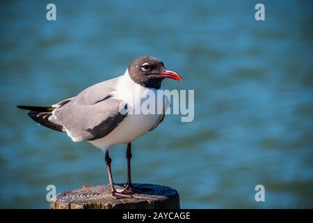 Un rire de mouette Padre Island NS, Texas Banque D'Images