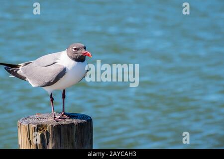 Un rire de mouette Padre Island NS, Texas Banque D'Images