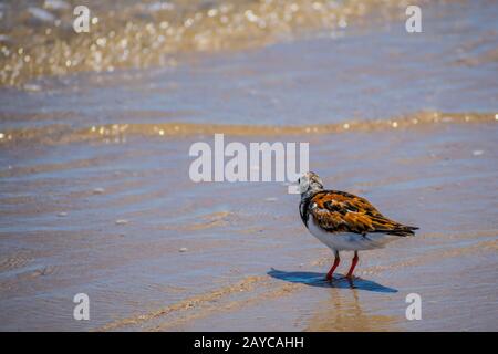 Un oiseau de Rudy récent Padre Island NS, Texas Banque D'Images