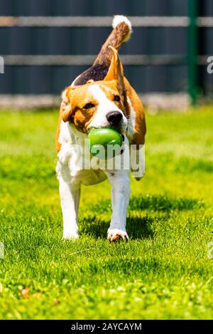 Chien de Beagle avec un jouet dans le jardin, vers la caméra Banque D'Images