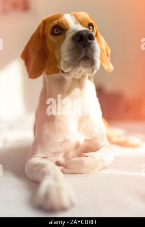 Beagle allongé sur le canapé dans la chambre lumineuse et en attente Banque D'Images