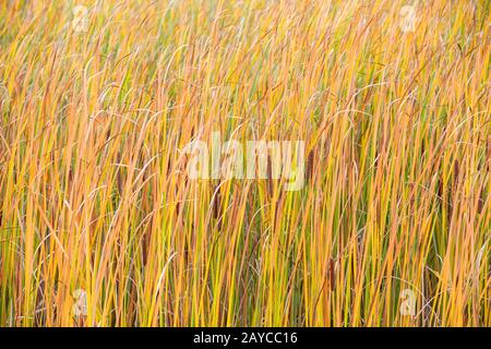 des roseaux orange soufflent dans le vent. Banque D'Images