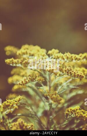 Les fleurs jaune or(Solidago canadensis) Banque D'Images