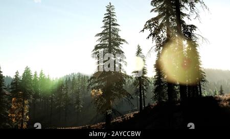 Tôt le matin, la lumière et la dérive du brouillard à travers les arbres Banque D'Images