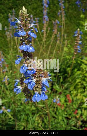 salvia uliginosa Banque D'Images