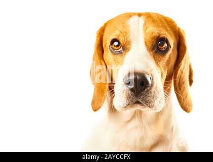 Close-up de chien beagle, portrait, in front of white background Banque D'Images