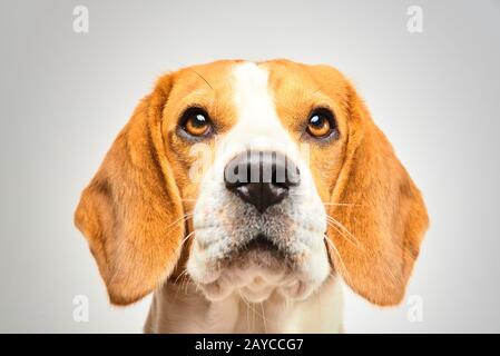 Close-up de chien beagle, portrait, in front of white background Banque D'Images