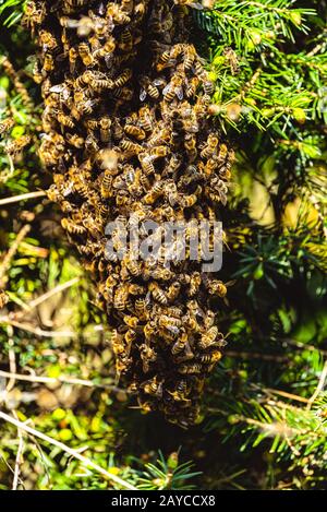 Un essaim d'abeilles à miel accroché à une abeille reine sur un buisson Banque D'Images
