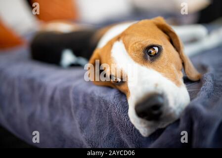 Chien de Beagle allongé à l'ombre sur le canapé-jardin se cachant du soleil d'été Banque D'Images