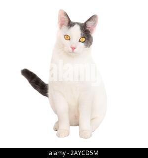 Jeune chat blanc avec la queue noire Banque D'Images