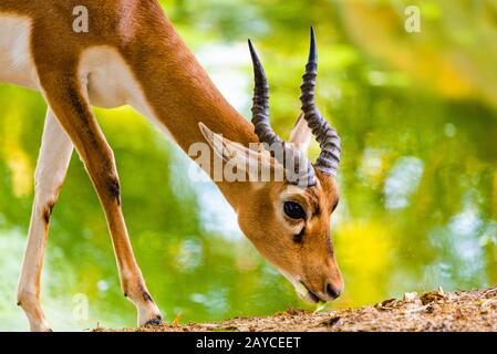 Antilope dans le zoo Herberstein en Autriche. Banque D'Images