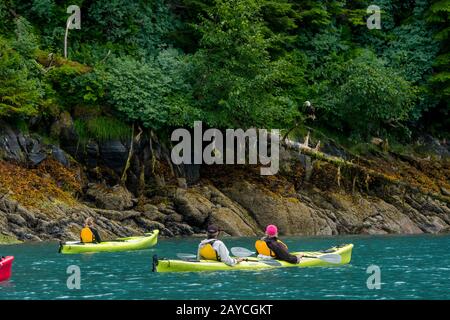 Les gens des kayaks qui regardent un aigle chauve (Haliaetus leucocephalus) dans la baie de Takatz sur l'île de Baranof, la forêt nationale de Tongass, Alaska, États-Unis. Banque D'Images