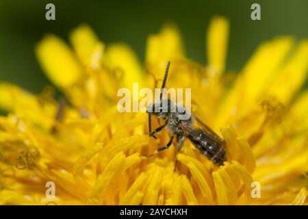 Une petite abeille solitaire (famille des Apidae, genre Lamioglossum) dans une fleur de pissenlit Banque D'Images