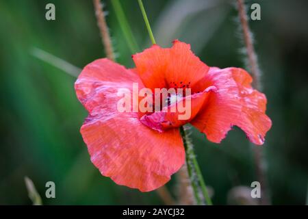 Les noms communs de Papaver rhoeas comprennent le pavot à maïs , la rose à maïs , le pavot à champ , le pavot à Flandre , le popp rouge Banque D'Images