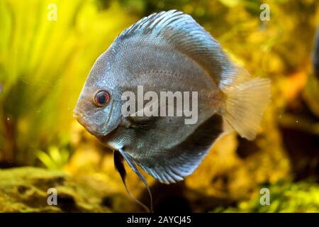 Vue, portrait d'un poisson de discus dans l'aquarium Banque D'Images