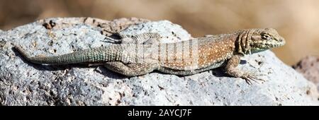 Lézard Western à motif taches latérales, homme adulte, bain de soleil. Banque D'Images