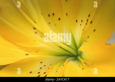 Gros plan d'une fleur de lys jaune Banque D'Images