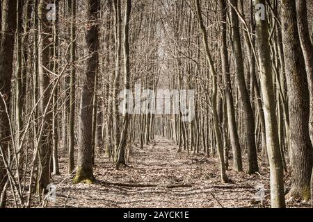 Sentier étroit à travers une forêt en automne Banque D'Images