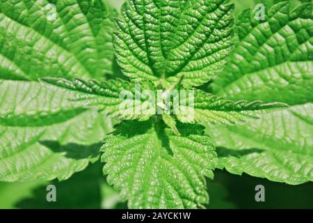 Close up d'une ortie (Urtica dioica) Banque D'Images