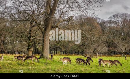 Grand troupeau de cerfs dans le paysage forestier, Phoenix Park, Irlande Banque D'Images