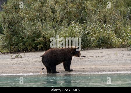 Un ours brun (Ursus arctos) défie sur une plage le long de la rive du lac Crescent dans le parc national du lac Clark et Conserve, Alaska, États-Unis. Banque D'Images