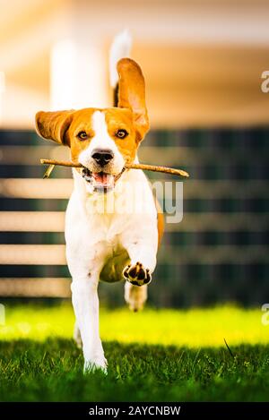 Chien Beagle avec un bâton sur un green gras au cours de l'automne tourne vers la caméra dans le jardin. Banque D'Images