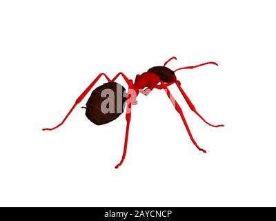 brown forest ant recherche de la nourriture sur le sol de la forêt Banque D'Images