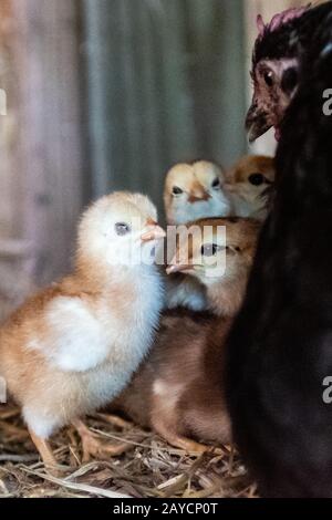 poule-mère avec poulets de bébé Banque D'Images