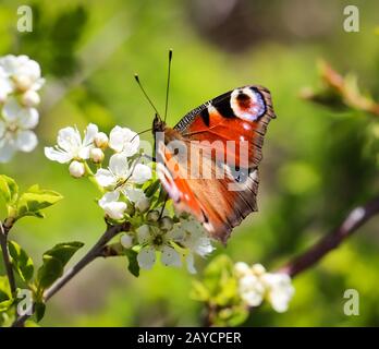 papillon de paon d'une journée sur des fleurs blanches Banque D'Images