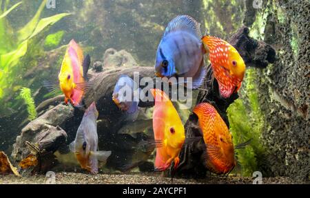 poisson de discus coloré, cichlides dans l'aquarium Banque D'Images