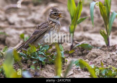 Skylark commun (Alauda arvensis) Banque D'Images