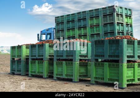 Tomates pour conserve. Terres agricoles et caisses avec tomates. Banque D'Images