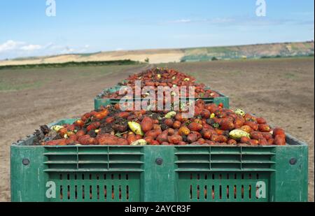 Tomates pour conserve. Terres agricoles et caisses avec tomates. Banque D'Images