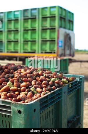 Tomates pour conserve. Terres agricoles et caisses avec tomates. Banque D'Images