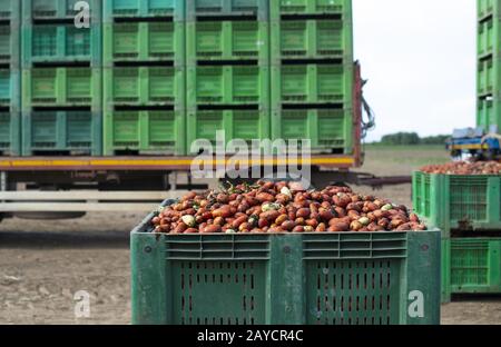 Tomates pour conserve. Terres agricoles et caisses avec tomates. Banque D'Images