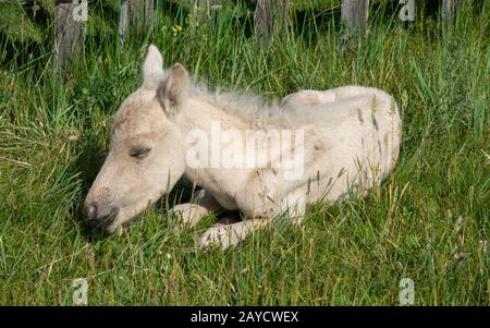 Sleeping newborn foal lying in grass Banque D'Images