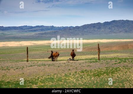 Chevaux attachés mongole sur support de corde Banque D'Images