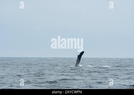 Une baleine à bosse (Megaptera novaeangliae) tape son pec (fin) dans les eaux du passage Stephens, un canal entre l'île de l'Amirauté à l'ouest et le TH Banque D'Images