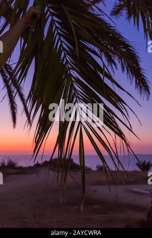Palm sur l'île de Chypre au coucher du soleil Banque D'Images