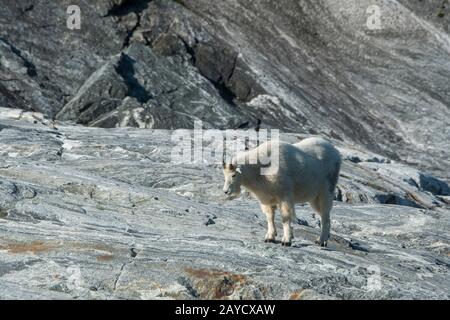 Une chèvre de montagne (Oreamnos americanus) sur des roches de granit dans Tracy Arm, un fjord dans le sud-est de l'Alaska près de Juneau, Tongass National Forest, Alaska, États-Unis. Banque D'Images