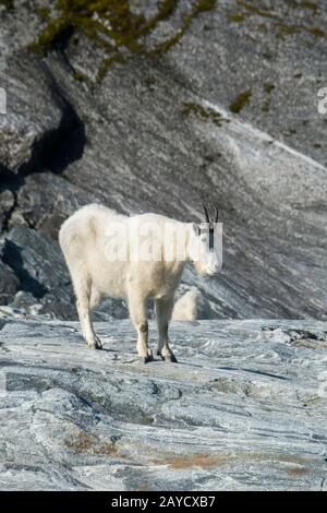 Une chèvre de montagne (Oreamnos americanus) sur des roches de granit dans Tracy Arm, un fjord dans le sud-est de l'Alaska près de Juneau, Tongass National Forest, Alaska, États-Unis. Banque D'Images